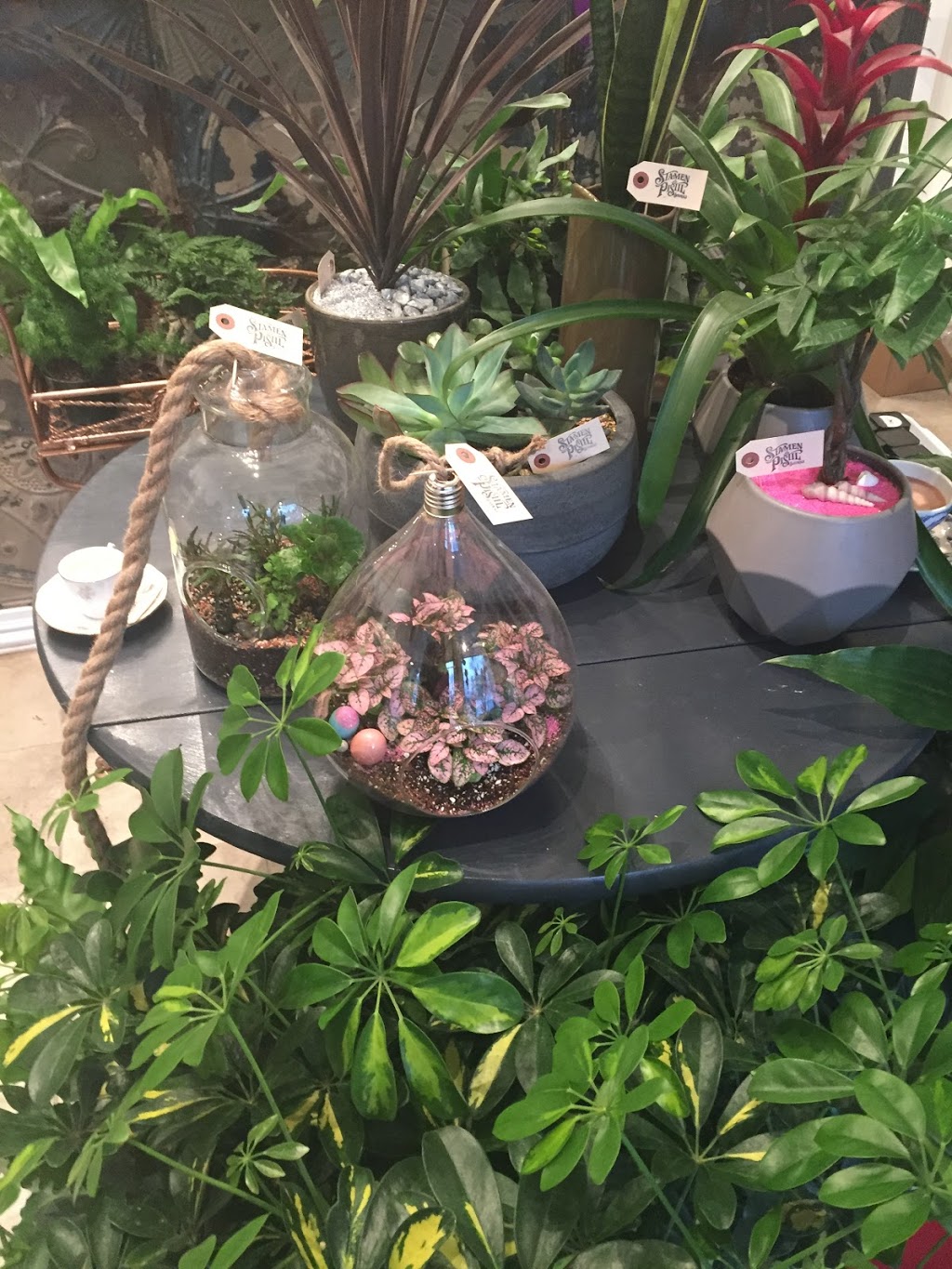 Stamen and Pistil Botanicals | 1567 Dundas St W, Toronto, ON M6K 1T9, Canada | Phone: (647) 351-9099