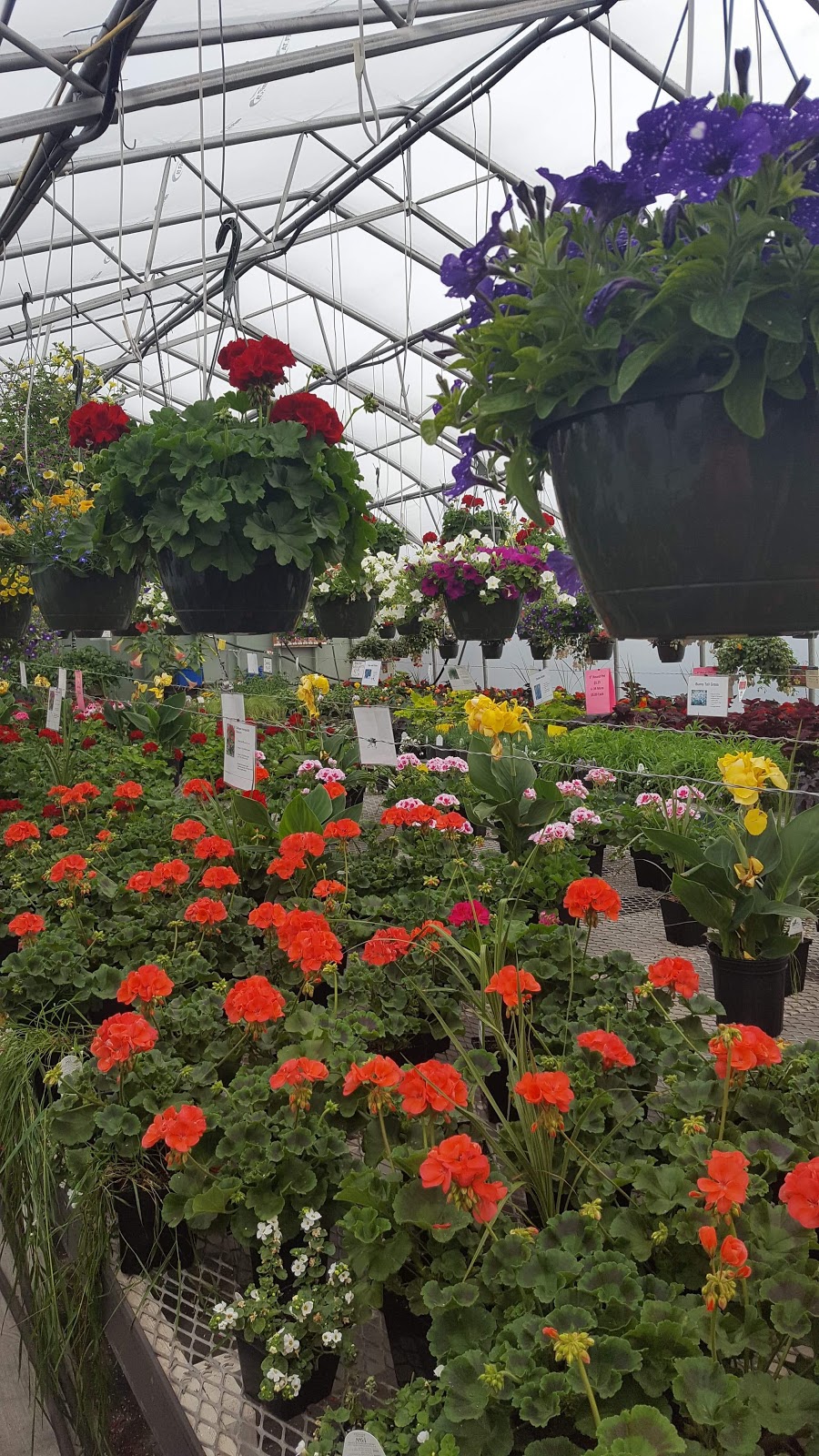 Brenneis Greenhouses 1612110 St NW, Edmonton, AB T5Y 6K6, Edmonton