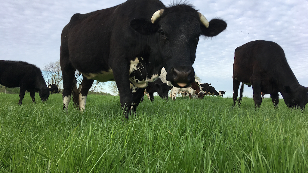 Perrys Corners Farm | 927417 Oxford Road 8, Bright, ON N0J 1B0, Canada | Phone: (519) 897-2605