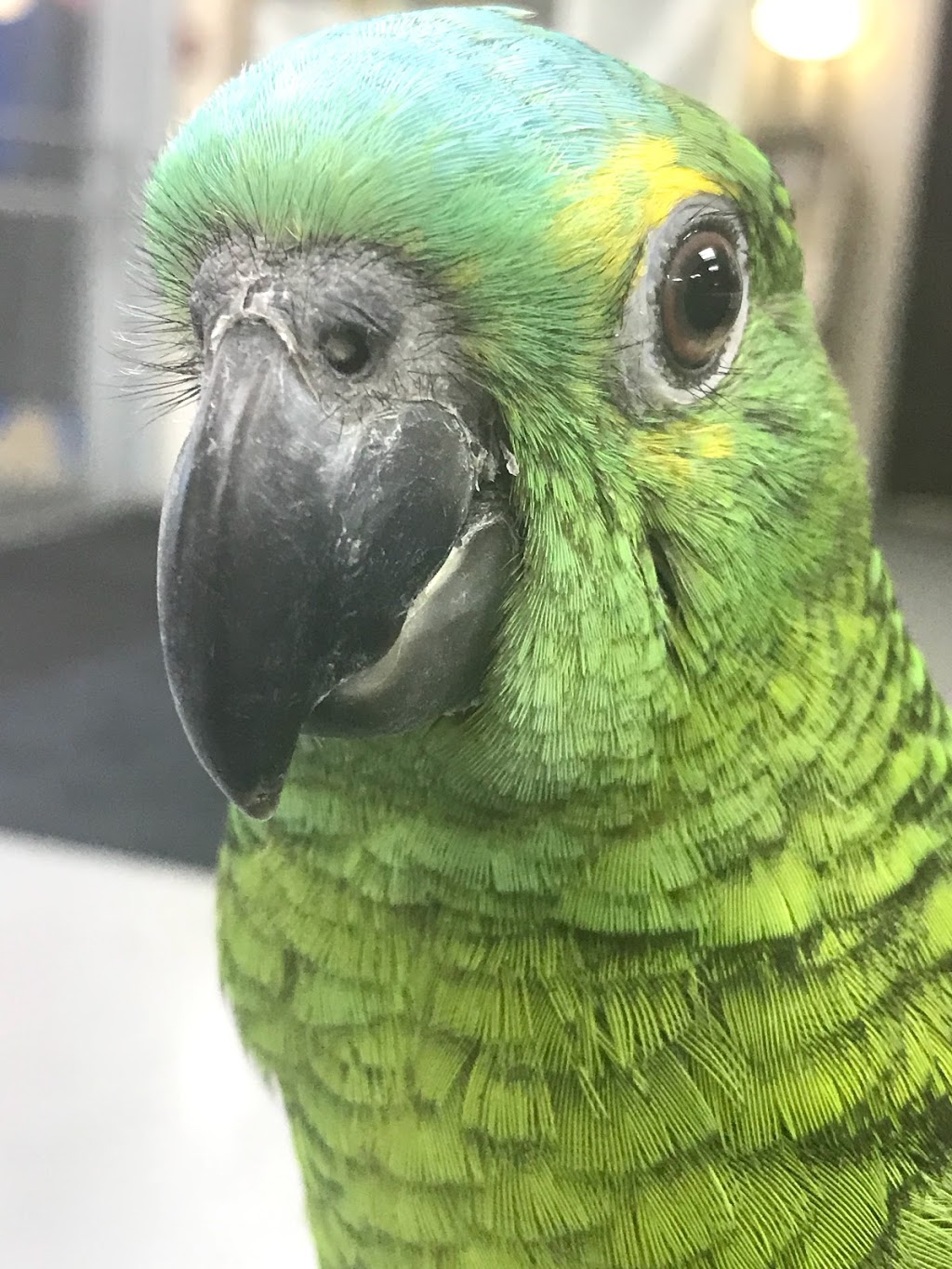 Pet O Pets - Burlington | Millcroft Shopping Centre, 2020 Appleby Line, Burlington, ON L7L 6M6, Canada | Phone: (844) 738-6738