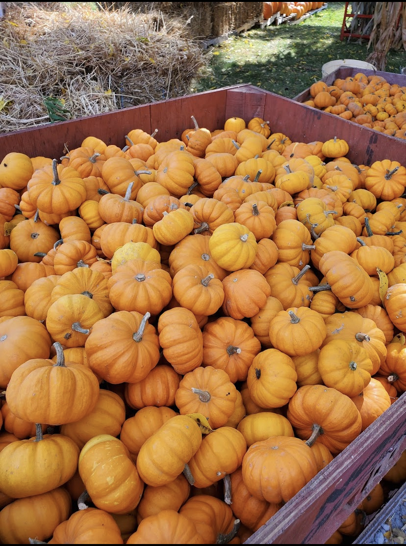 Declan Castle Farm | 15 Shore Rd, Debert, NS B0M 1G0, Canada | Phone: (902) 601-0448