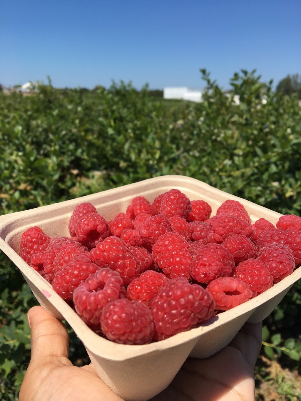 CanWest Farms Ltd. | 13051 Blundell Rd, Richmond, BC V6W 1B6, Canada | Phone: (604) 244-0488