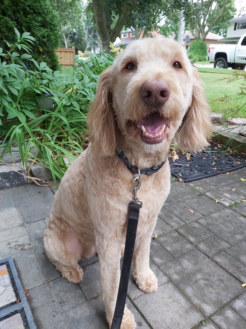 Dos 4 Doggies | 43 Elginfield Dr, Guelph, ON N1E 4E5, Canada | Phone: (519) 820-3164