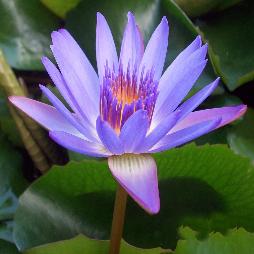 Indigo Wellness and Yoga - Wendy Allan | 4174 Crozier Rd, Armstrong, BC V0E 1B6, Canada