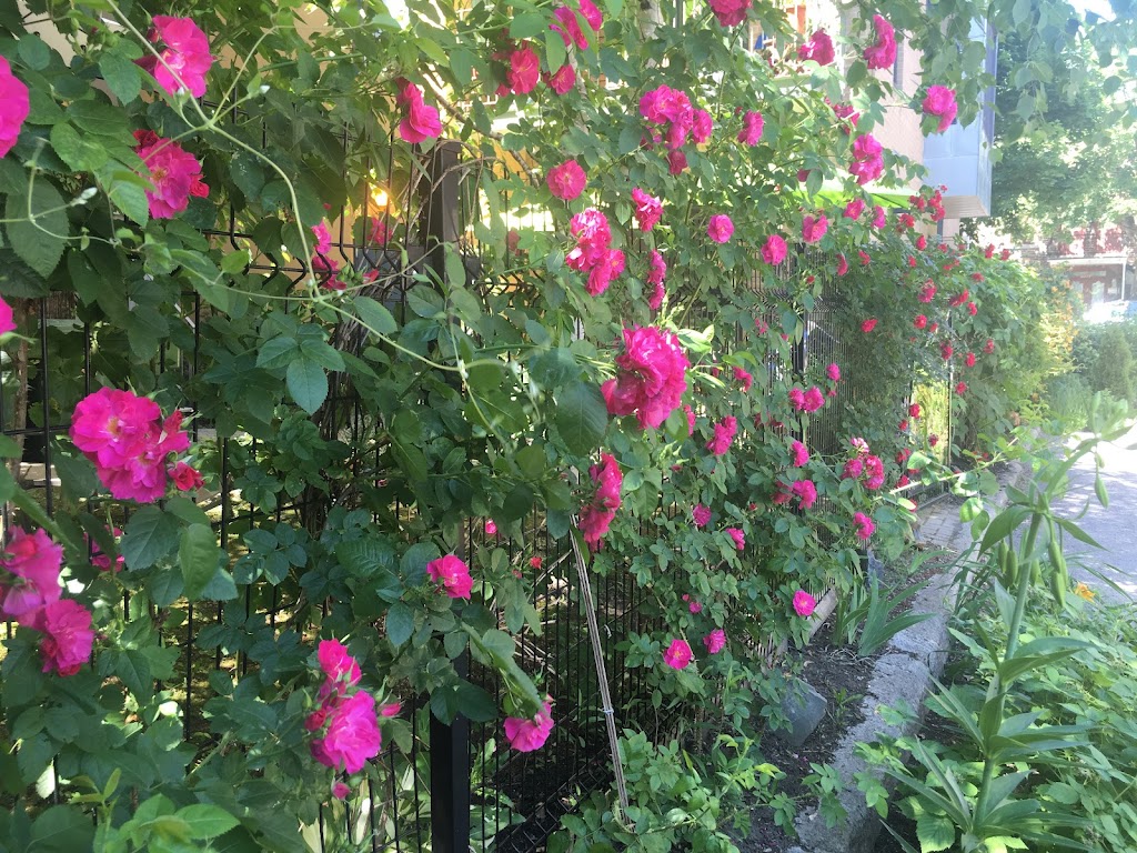 Naturopathie du Plateau - Montréal | 5090 Rue de Brébeuf, Montréal, QC H2J 3L7, Canada | Phone: (514) 527-9750