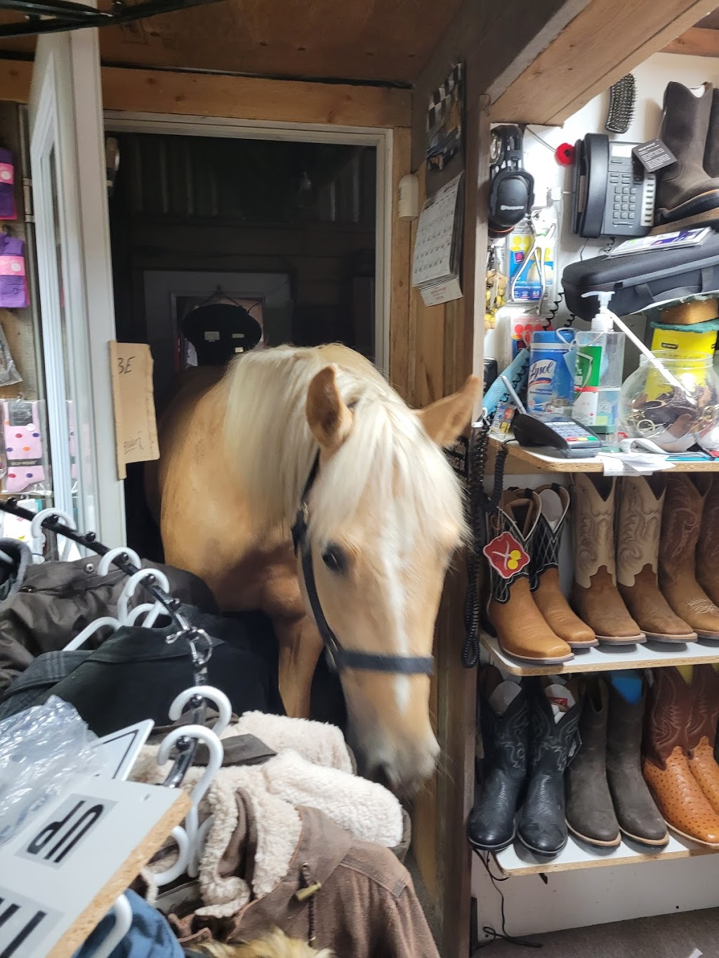 Ghost Hollow Farms | 9013 Pigram Rd, Brownsville, ON N0L 1C0, Canada | Phone: (519) 877-0396