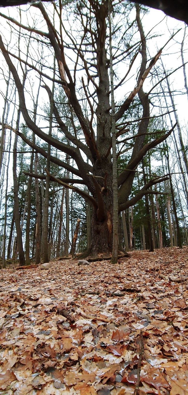 99 Steps | 19th Sideroad, King, ON L3X, Canada
