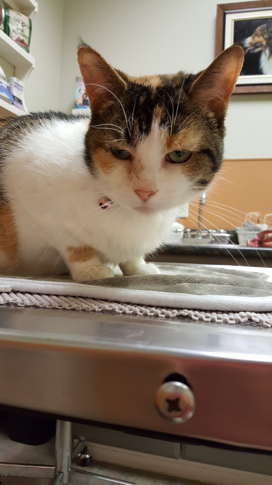 Big Bay Animal Hospital | 350 Big Bay Point Rd, Barrie, ON L4N 8A8, Canada | Phone: (705) 735-1414