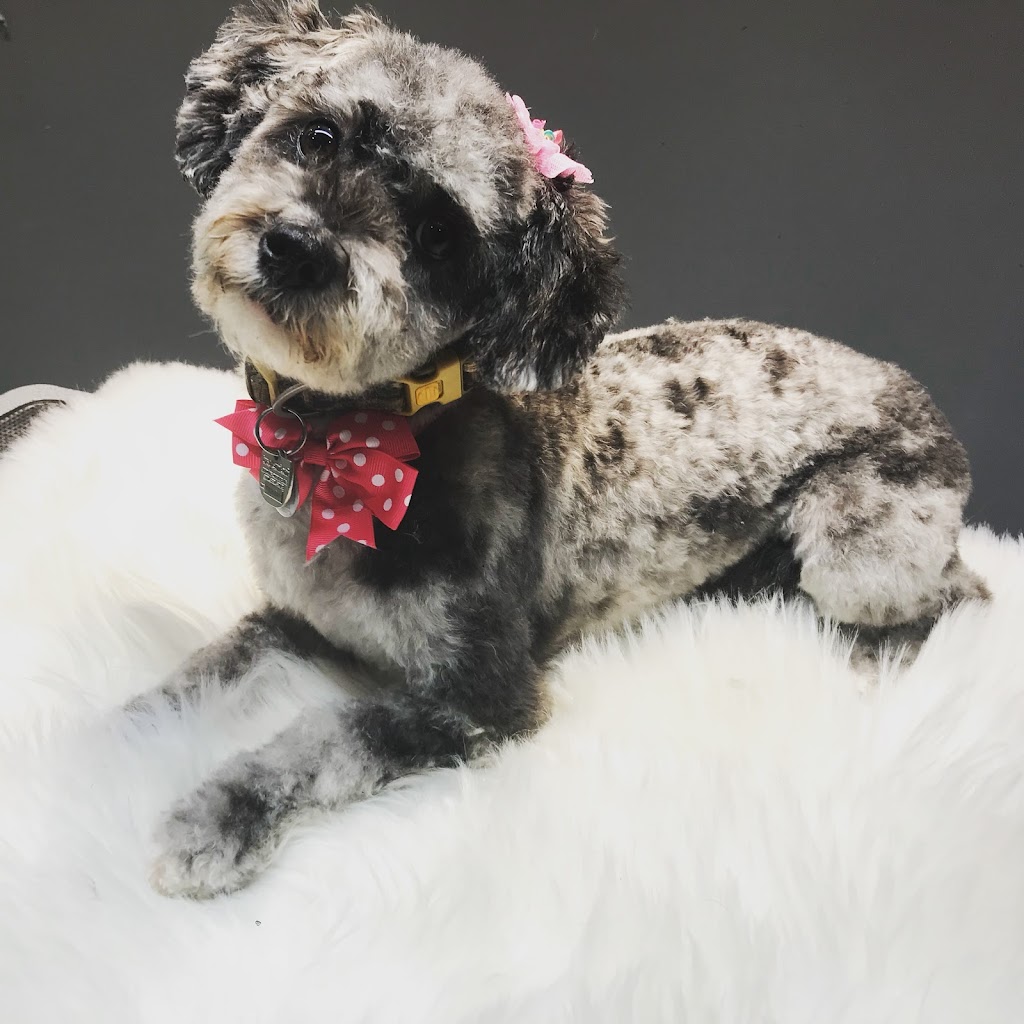 Tip-Top Tailz Pet Spa | 3928 Claxton Loop SW, Edmonton, AB T6W 1Y6, Canada | Phone: (780) 880-9864
