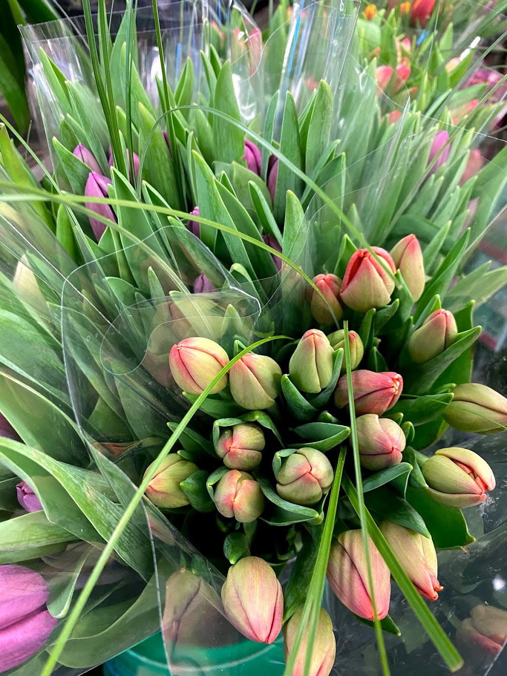 Kingston Road Flower Market | 966 Kingston Rd, Toronto, ON M4E 1S7, Canada | Phone: (416) 694-9131