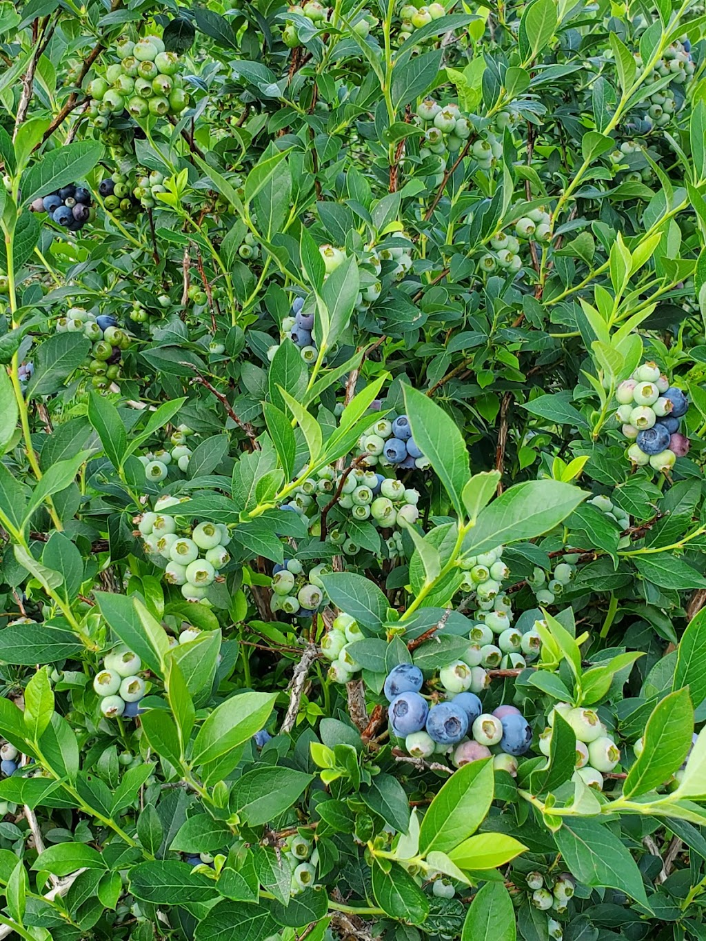 Bleuetière Du Grand-Morne Inc. | 1377 Chem. de la Grande-Ligne, Adstock, QC G0N 1S0, Canada | Phone: (418) 332-0072
