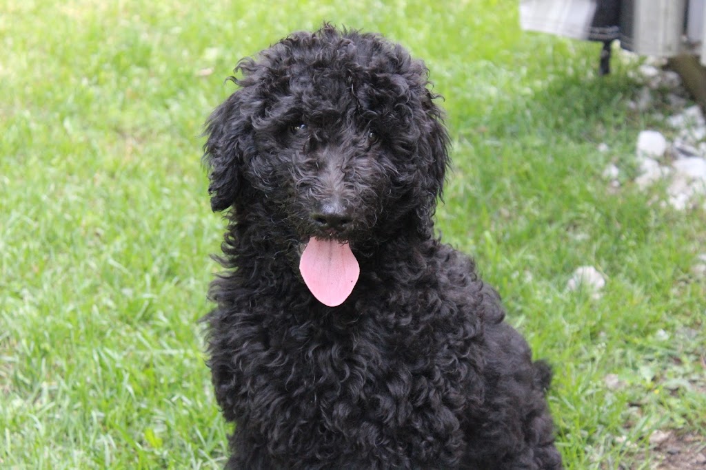 Elevage Harahel Goldendoodle | 292 Route 122, Saint-Guillaume, QC J0C 1L0, Canada | Phone: (819) 473-1972