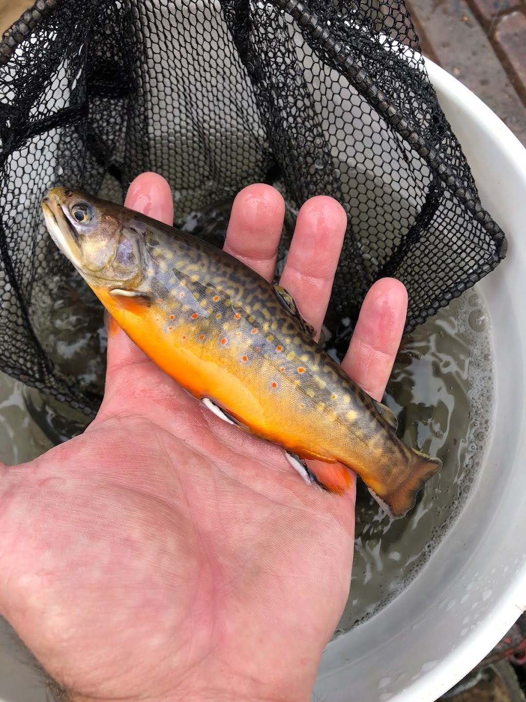 Aurora Fish Farm | 52.617083 114.610037, Ponoka County, AB T0C 2J0, Canada | Phone: (403) 505-0036