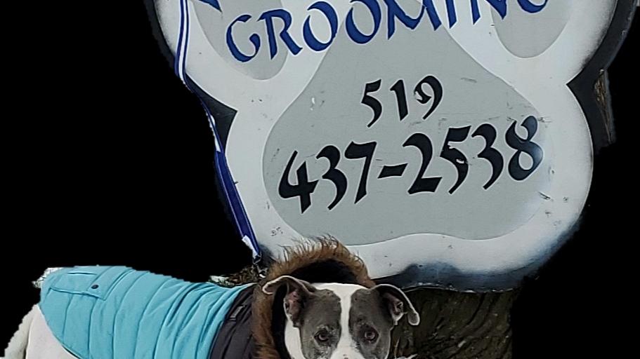 Perfect Pooch | 9192 Talbot St W, Blenheim, ON N0P 1A0, Canada | Phone: (519) 437-2538