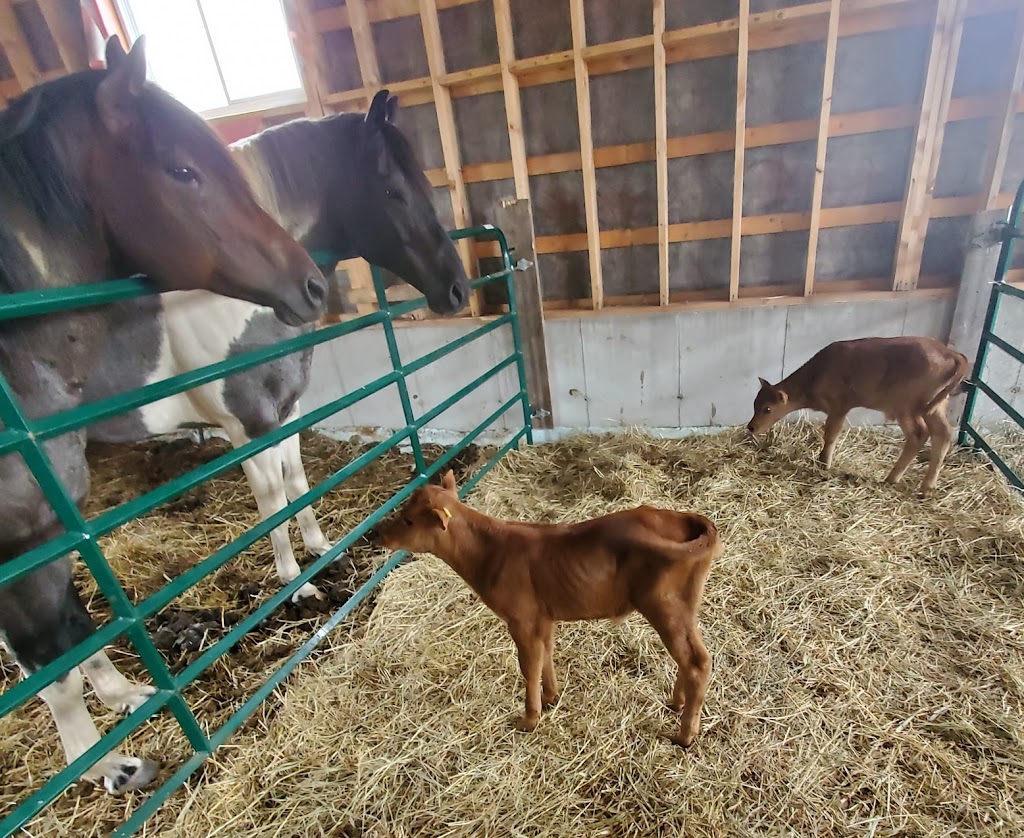 Blue Roan Ranch | 1202 Eagle Lake Rd, South River, ON P0A 1X0, Canada | Phone: (705) 323-0264