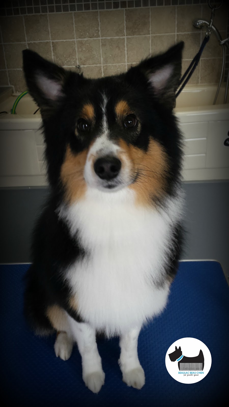 Beaulac Beau Chien | 50 Rue Beaulac, Salaberry-de-Valleyfield, QC J6T 6J6, Canada | Phone: (450) 374-5423