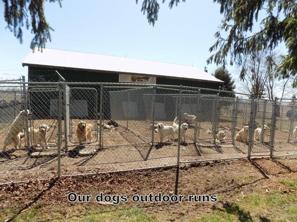 Whispering Acres Golden Retrievers | 415142 41st Line, Embro, ON N0J 1J0, Canada | Phone: (519) 475-0211