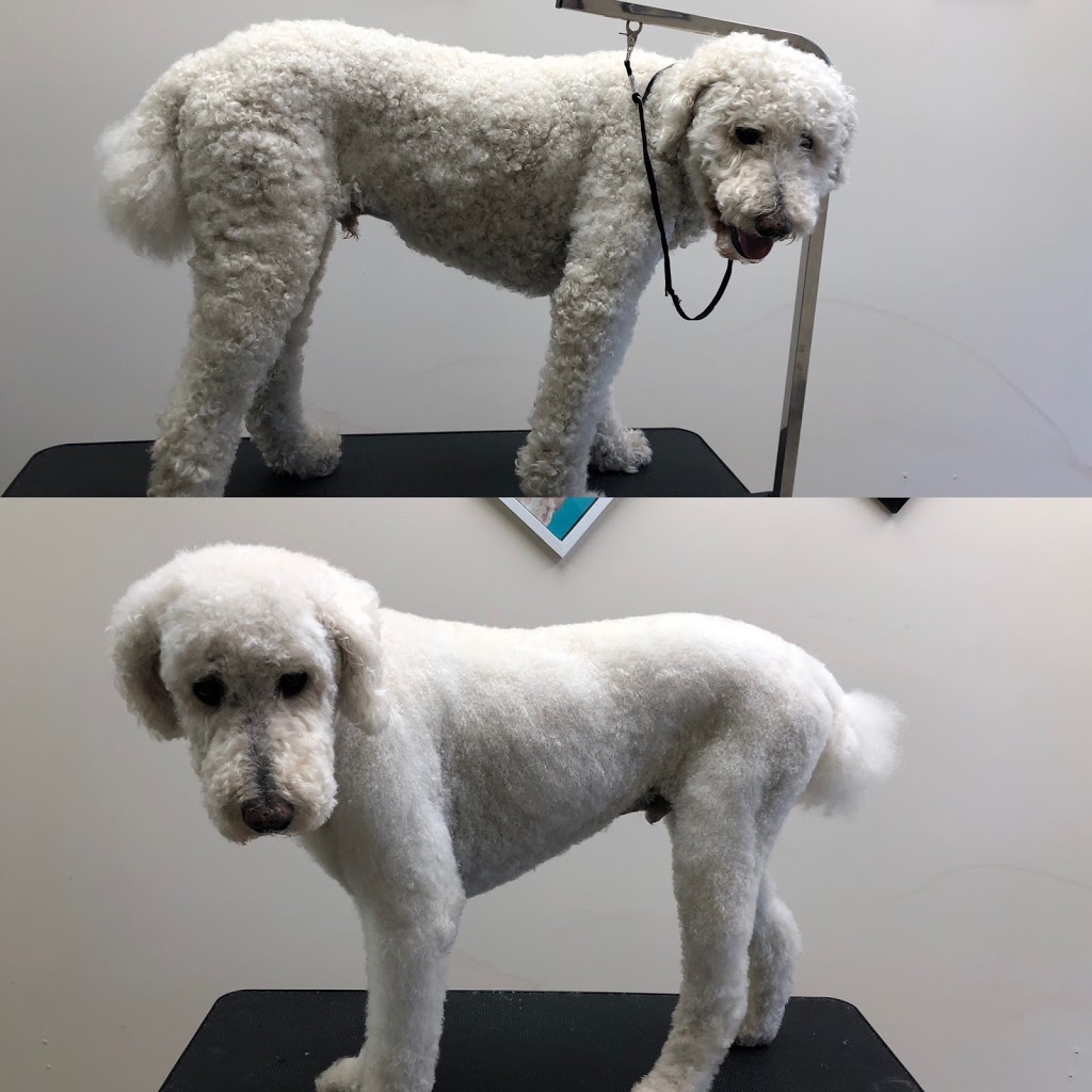 Winston and Friendz | 2359 Royal Windsor Dr #19, Mississauga, ON L5J 4S9, Canada | Phone: (905) 582-8279