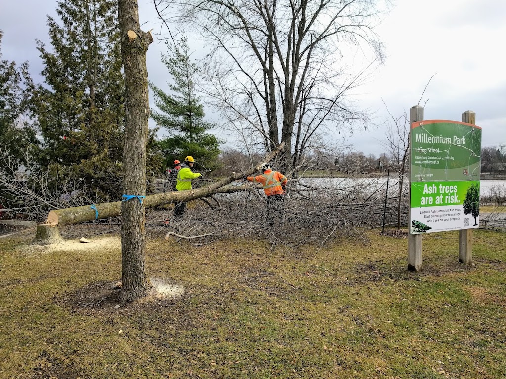 Nimigon Tree Service | 2139 Chemong Rd RR1, Peterborough, ON K9J 6X2, Canada | Phone: (705) 743-4269