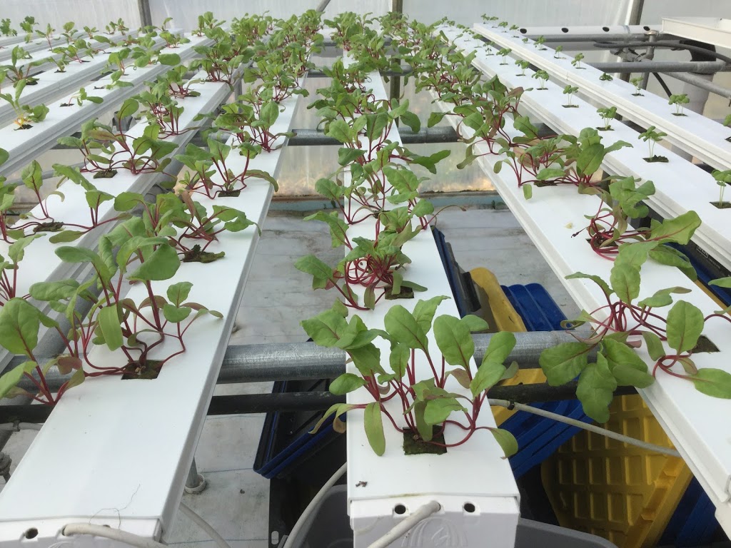 Grafton Greenhouse Greens | 2124 Black Rock Rd, Waterville, NS B0P 1V0, Canada | Phone: (902) 471-2828