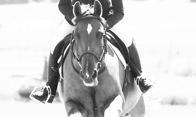 Hamilton Lane Equestrian | 256003 Coalmine Rd W Unit 200, Priddis, AB T0L 1W0, Canada | Phone: (403) 931-3883