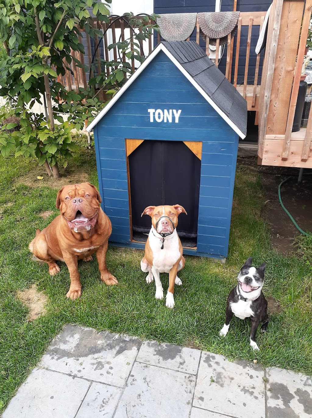 Refuge Tony & Co. | 130 Rue des Champs Élysées, Québec, QC G2G 1L4, Canada | Phone: (418) 204-0606