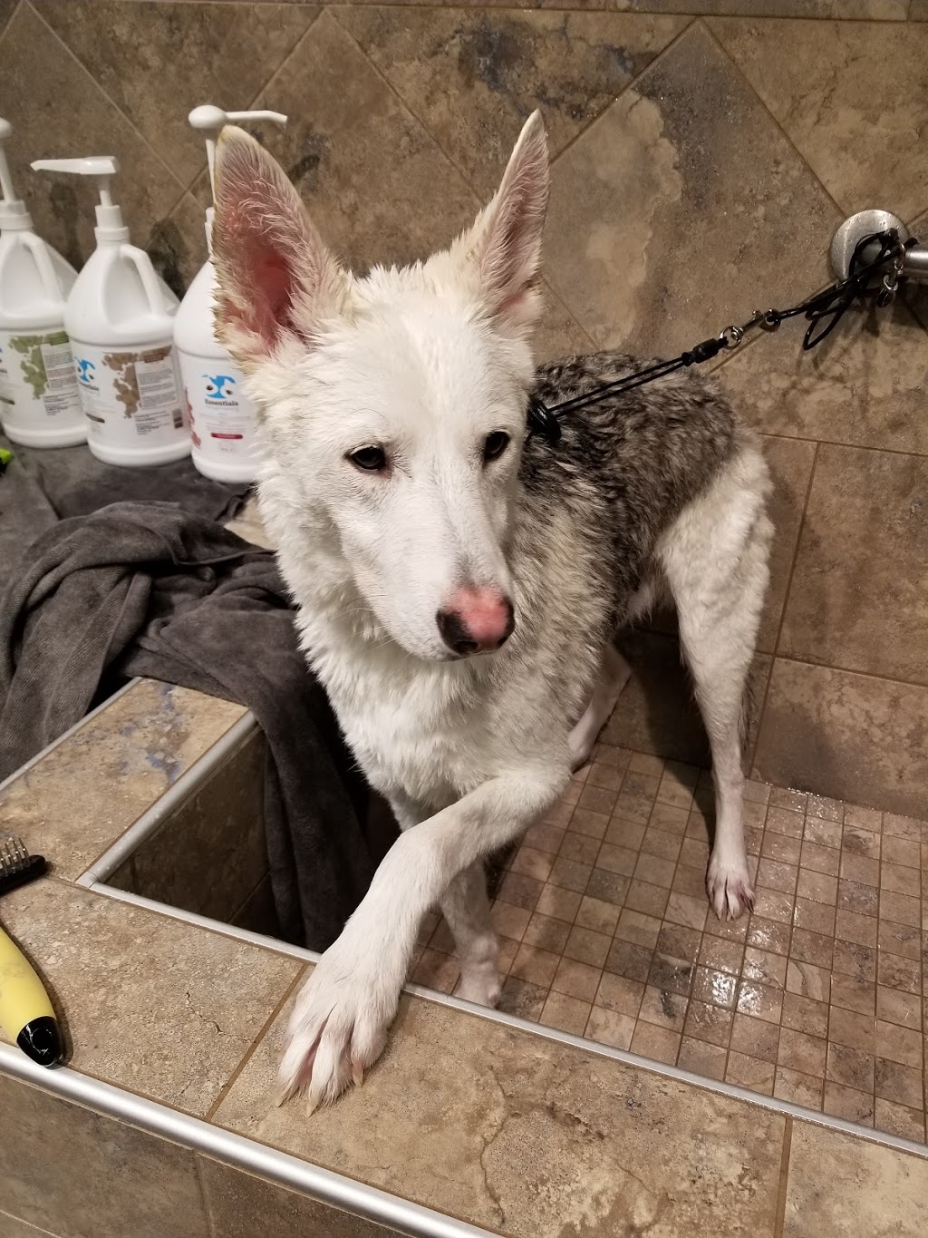 Pet Valu | 4410 48 St, Stony Plain, AB T7Z 1L4, Canada | Phone: (780) 963-1207