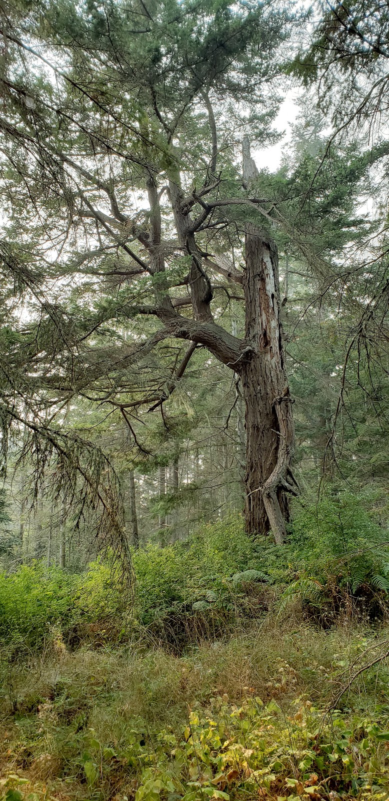 Brooks Point Regional Park | Gowlland Point Rd, Pender Island, BC V0N 2M3, Canada | Phone: (250) 360-3000