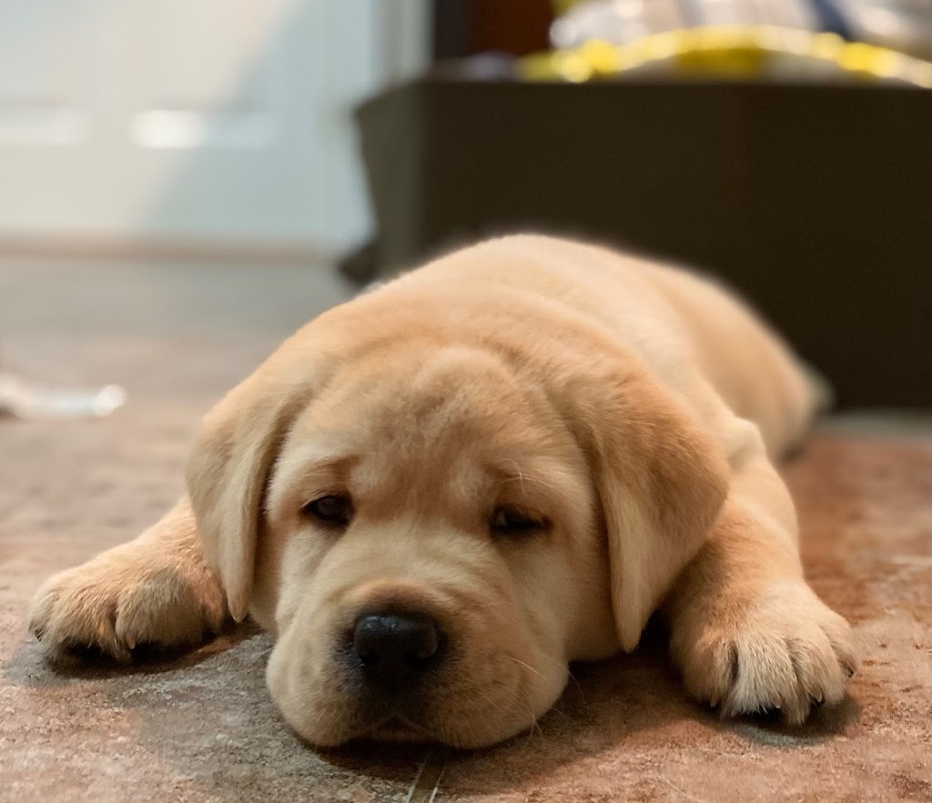 Tristan Finn Labradors & Service Dogs | 1965 Division Rd E, Severn, ON L3V 0X8, Canada | Phone: (705) 619-2211