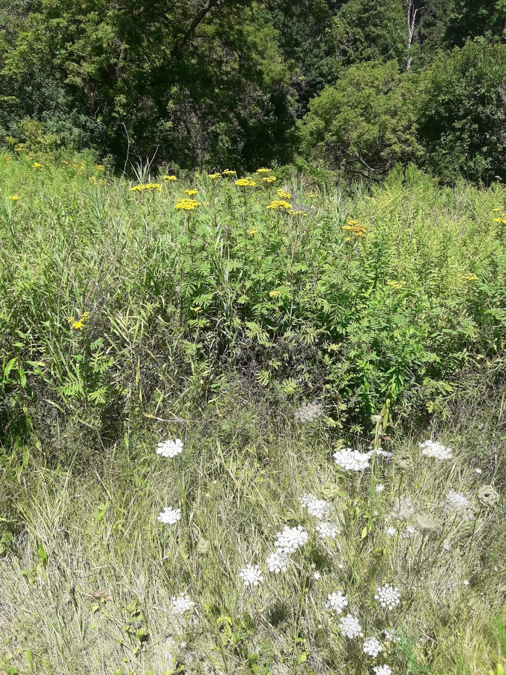 Don River Valley Park | Don Valley Pkwy, Toronto, ON M4K, Canada