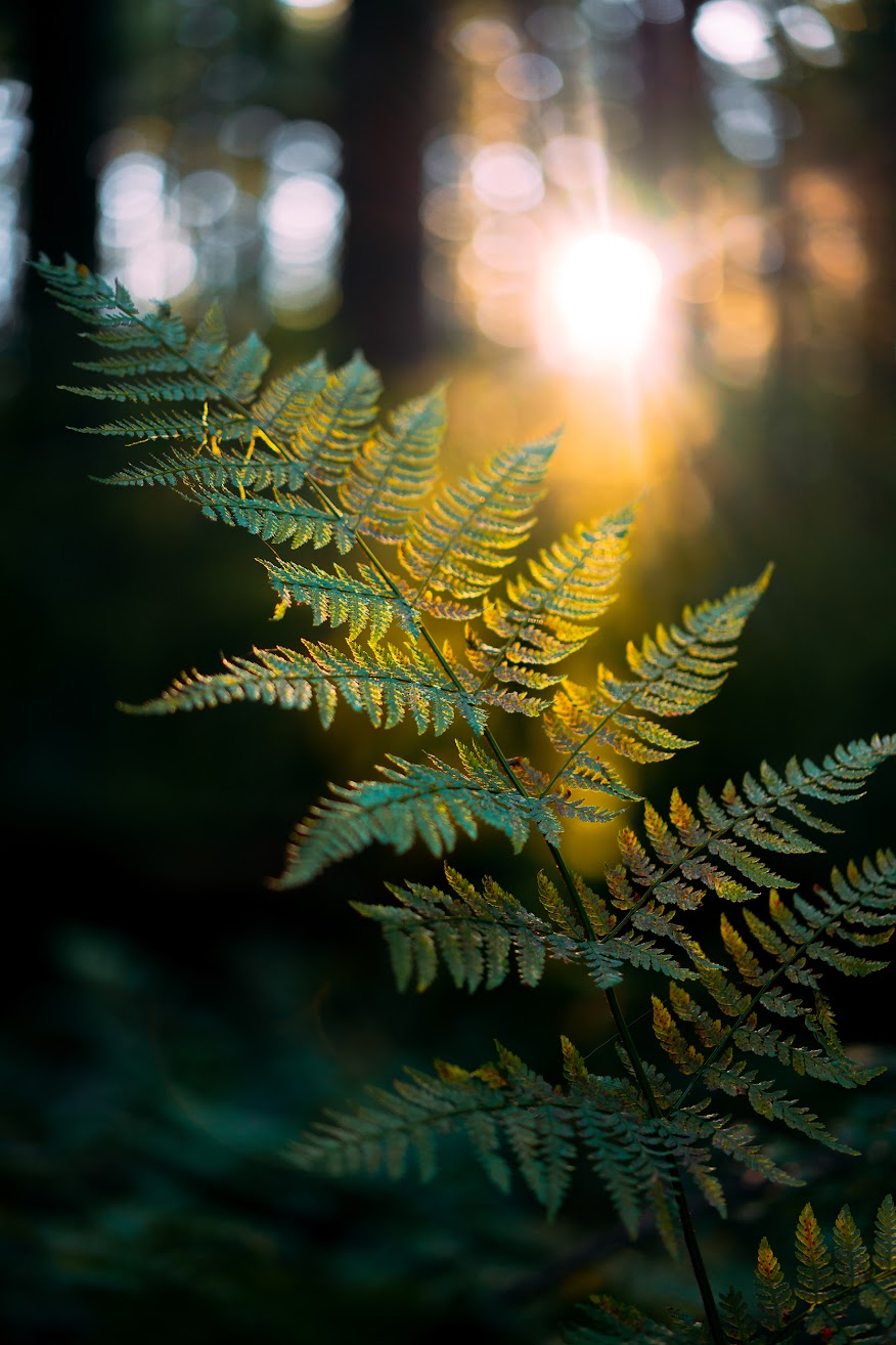 Sara Lewis Counselling | 2120 Dollarton Hwy, North Vancouver, BC V7H 0B5, Canada | Phone: (604) 367-6365