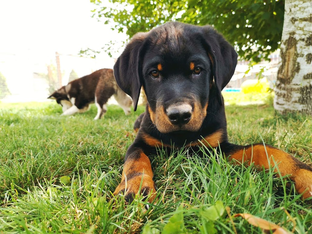 Posh Paws City Kennel | 8520 Broadway, Chilliwack, BC V2P 5V5, Canada | Phone: (604) 792-7674