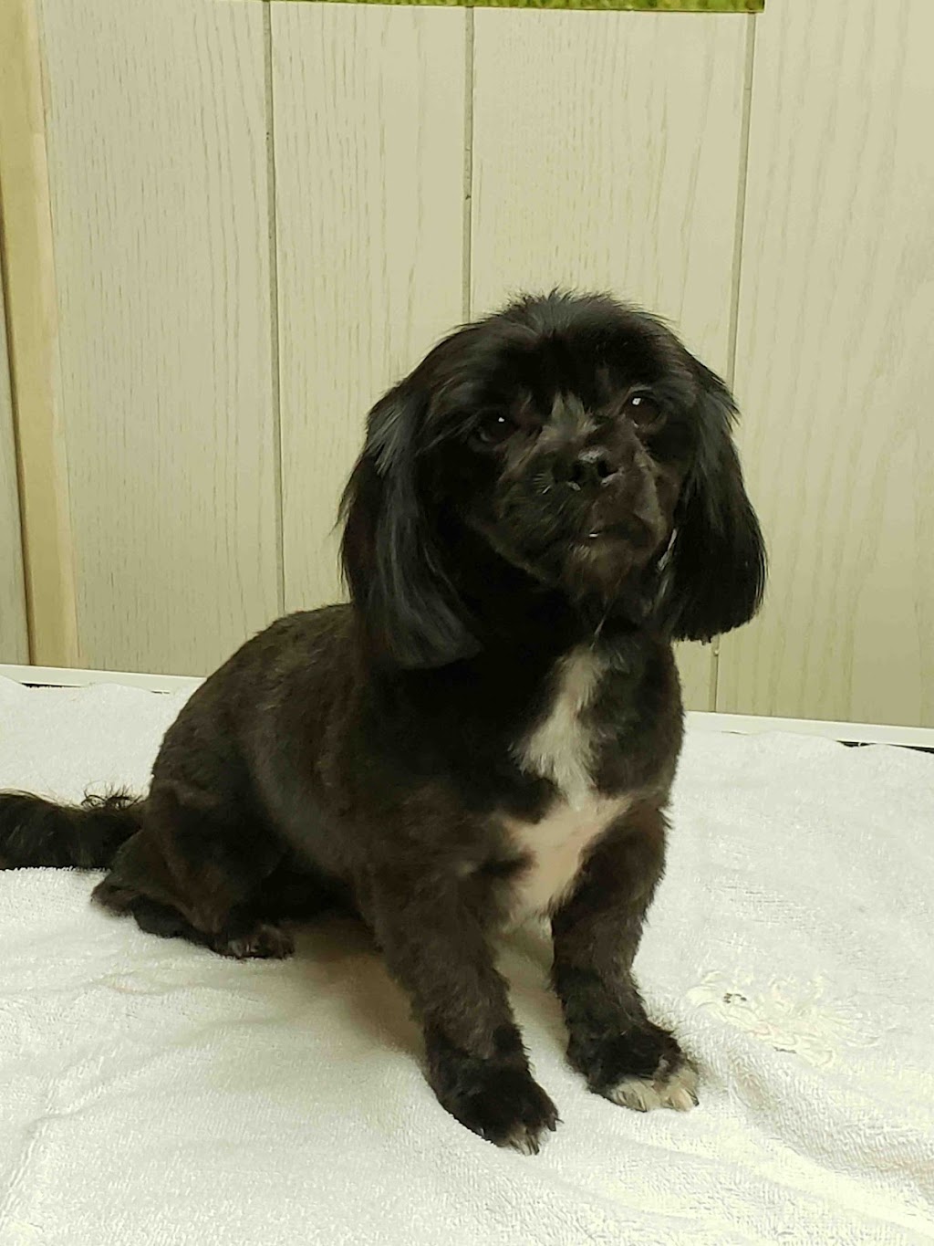 Classic K-9 Cuts | 5308 Route 895, Colpitts Settlement, NB E4J 2Z4, Canada | Phone: (506) 850-6721