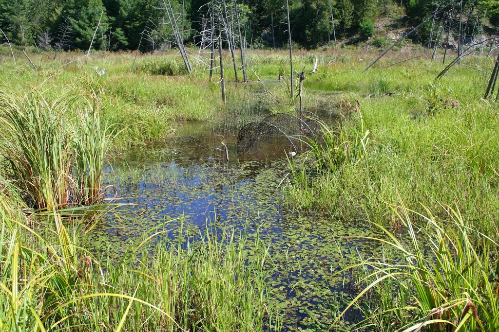 Blazing Star Environmental | 104 McLaughlin Blvd, Oshawa, ON L1G 2P3, Canada | Phone: (289) 927-2964