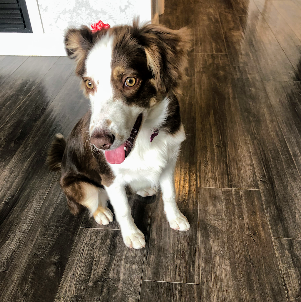Chelsie Bows For Paws Dog Grooming Services | 5900 Jinkerson Rd, Chilliwack, BC V2R 0B2, Canada | Phone: (778) 322-4903