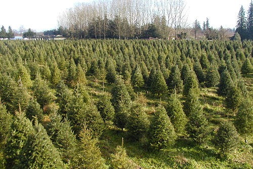 Oh Christmas Tree Farm | 21858 Maxwell Crescent, Langley City, BC V2Y 2P9, Canada | Phone: (604) 805-5052