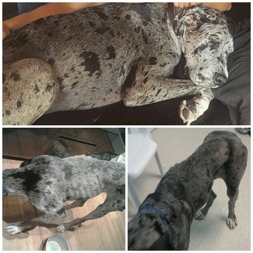 BC Canine Training Centre | 13800 No. 3 Rd, Richmond, BC V7A 1X6, Canada | Phone: (604) 370-3647