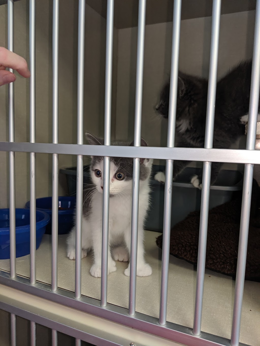 SHAID Tree Animal Shelter | 950 Mullock Rd, Whynotts Settlement, NS B4V 5T9, Canada | Phone: (902) 543-4849