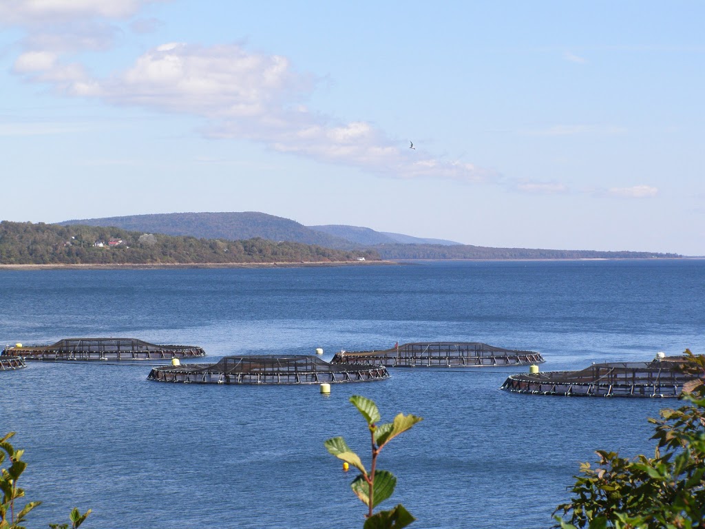 Out of the Blue Fish & Seafood Market, Fish and Chips | 1A The Square, Bayfield, ON N0M 1G0, Canada | Phone: (519) 565-4240