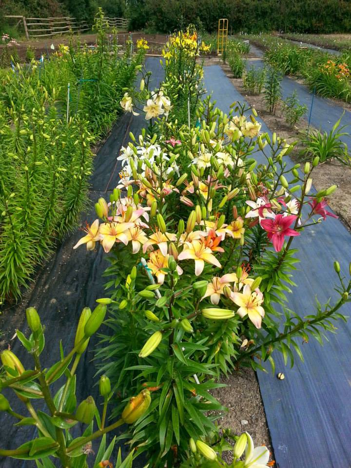 Lilyfield Farm | 0R0, SK-42, Demaine, SK S0L 1Z0, Canada | Phone: (306) 858-7191