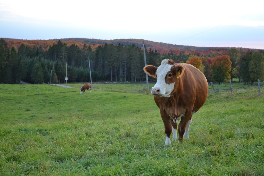 Ferme Bilodeau des Étoiles | 1604 Rang 8 et 9, Inverness, QC G0S 1K0, Canada | Phone: (418) 453-2889