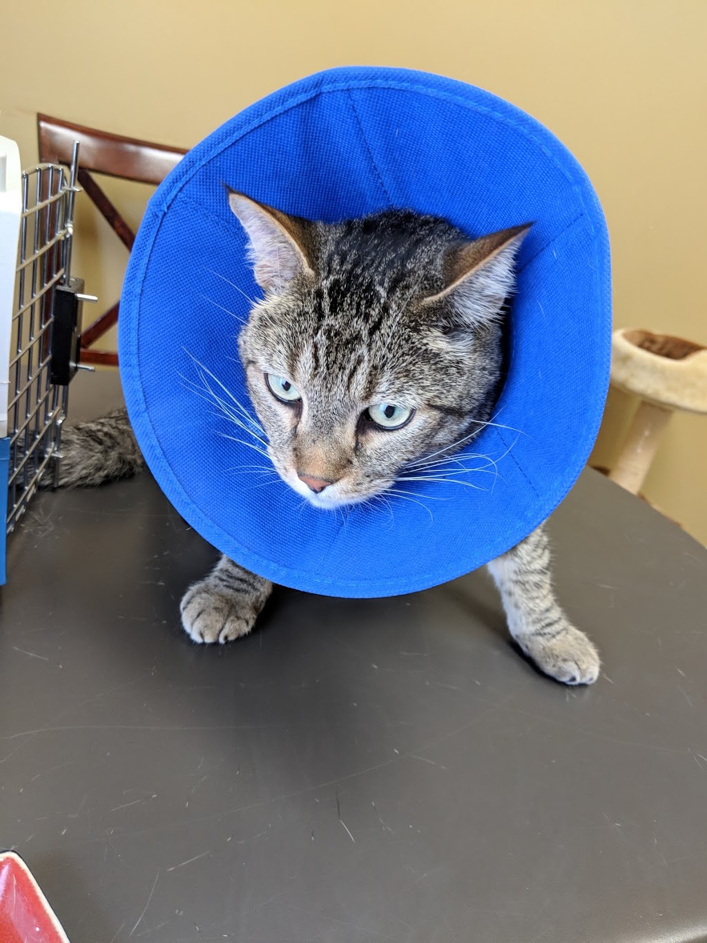 West Vancouver Veterinary Hospital | 100 Park Royal S, West Vancouver, BC V7T 1A2, Canada | Phone: (604) 913-8387