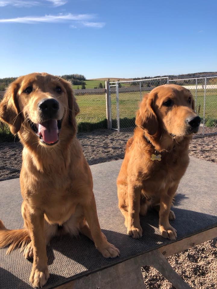Canine Station (Jenns Doggie Daycare) | 228 Old Halifax Rd, Brookfield, NS B0N 1C0, Canada | Phone: (902) 956-1771