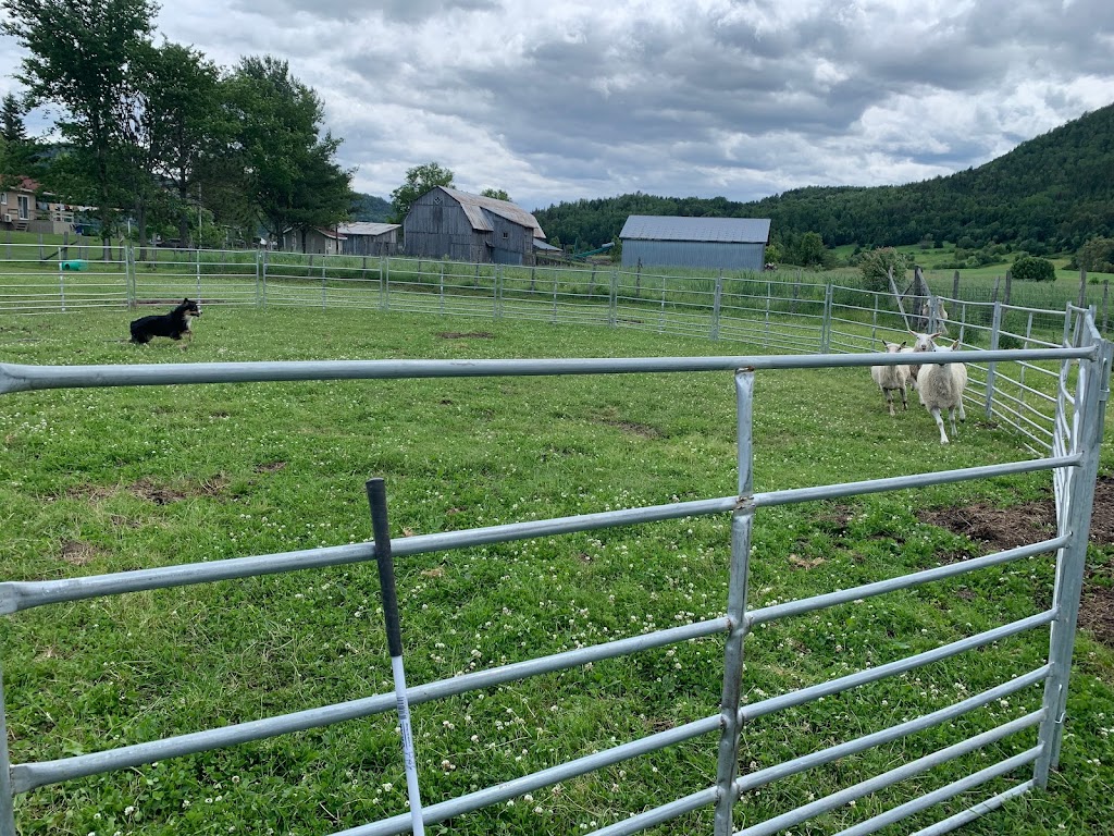 Centre Canin Du Loup Blanc | 1471 Boulevard Mgr de Laval, Baie-Saint-Paul, QC G3Z 2X6, Canada | Phone: (418) 435-3379