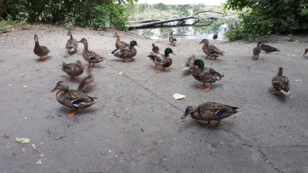 Fishtrap Creek Park | 31480 Maclure Rd, Abbotsford, BC V2T 5G6, Canada | Phone: (604) 853-2281