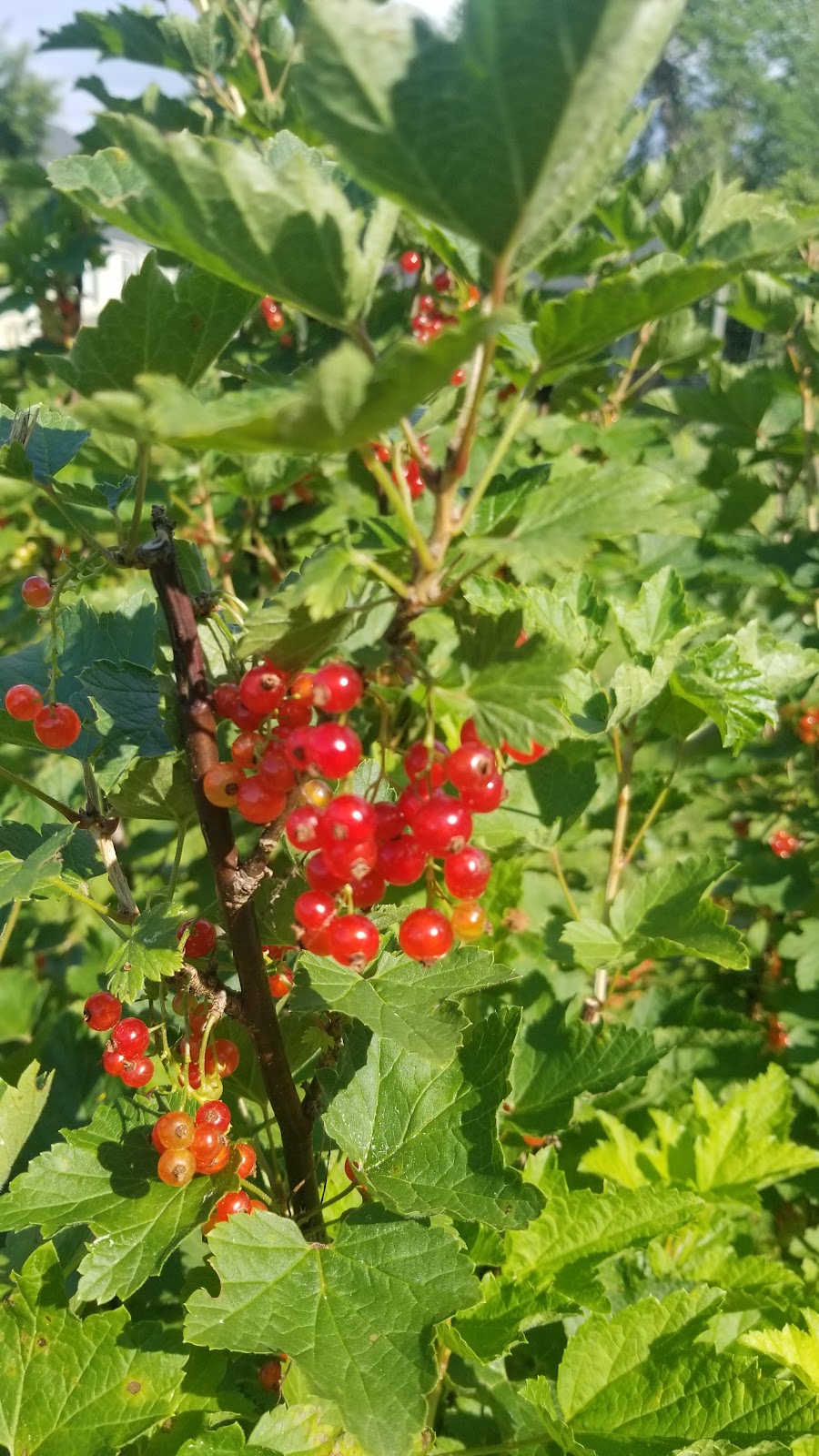 Little Tree Farm | 175 Sarty Rd, New Germany, NS B0R 1E0, Canada | Phone: (902) 717-0003
