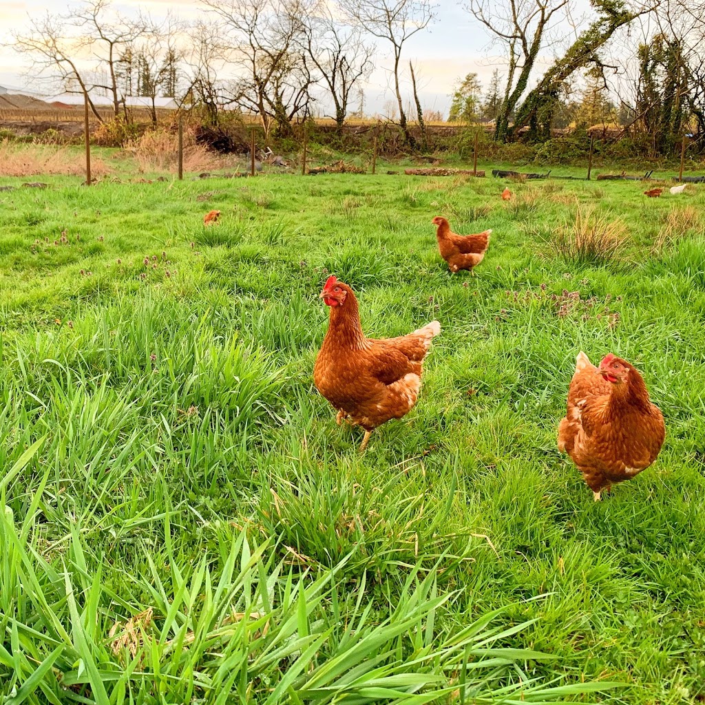 Booth’s Chicken Booth - Free Range Eggs | 17 McCallum Rd, Abbotsford, BC V2S 8A1, Canada | Phone: (778) 991-4955