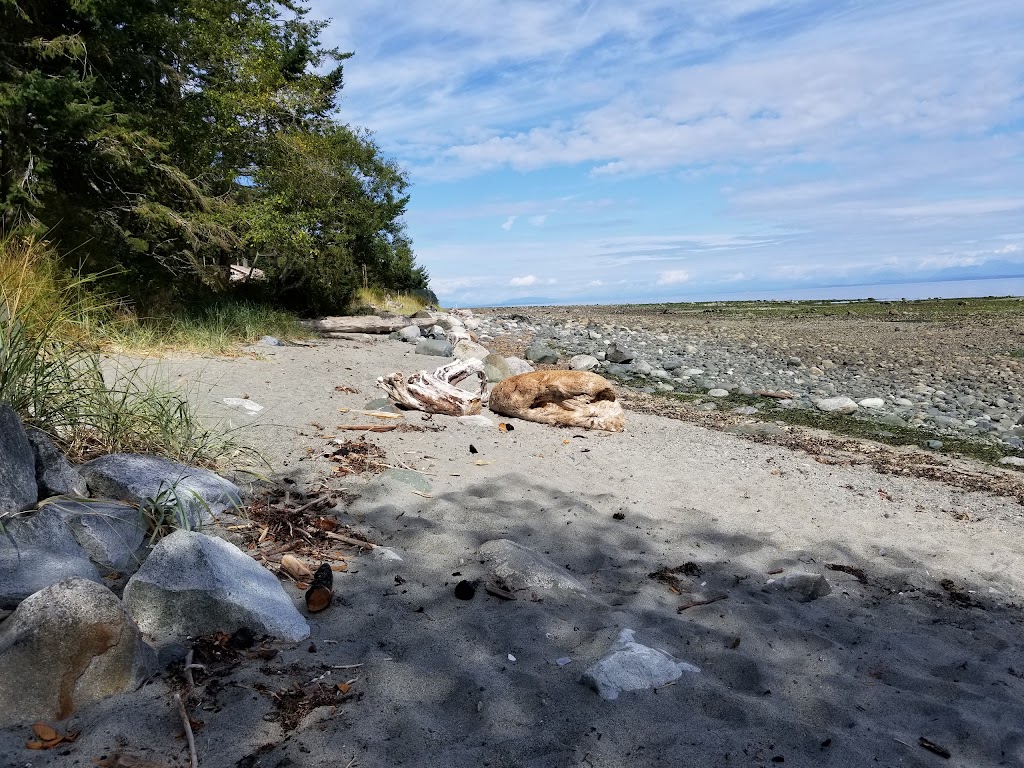 Copes Islander Oceanfront B&B | 1484 Wilkinson Rd, Comox, BC V9M 4B3, Canada | Phone: (250) 339-1038