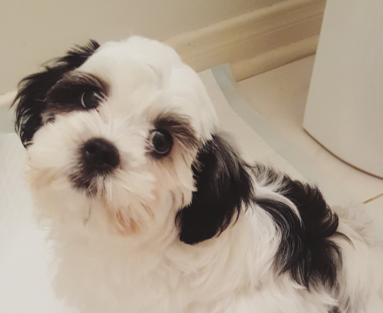 16thAve Animal Hospital | 5970 16th Ave #104, Markham, ON L3P 3J3, Canada | Phone: (905) 554-7210