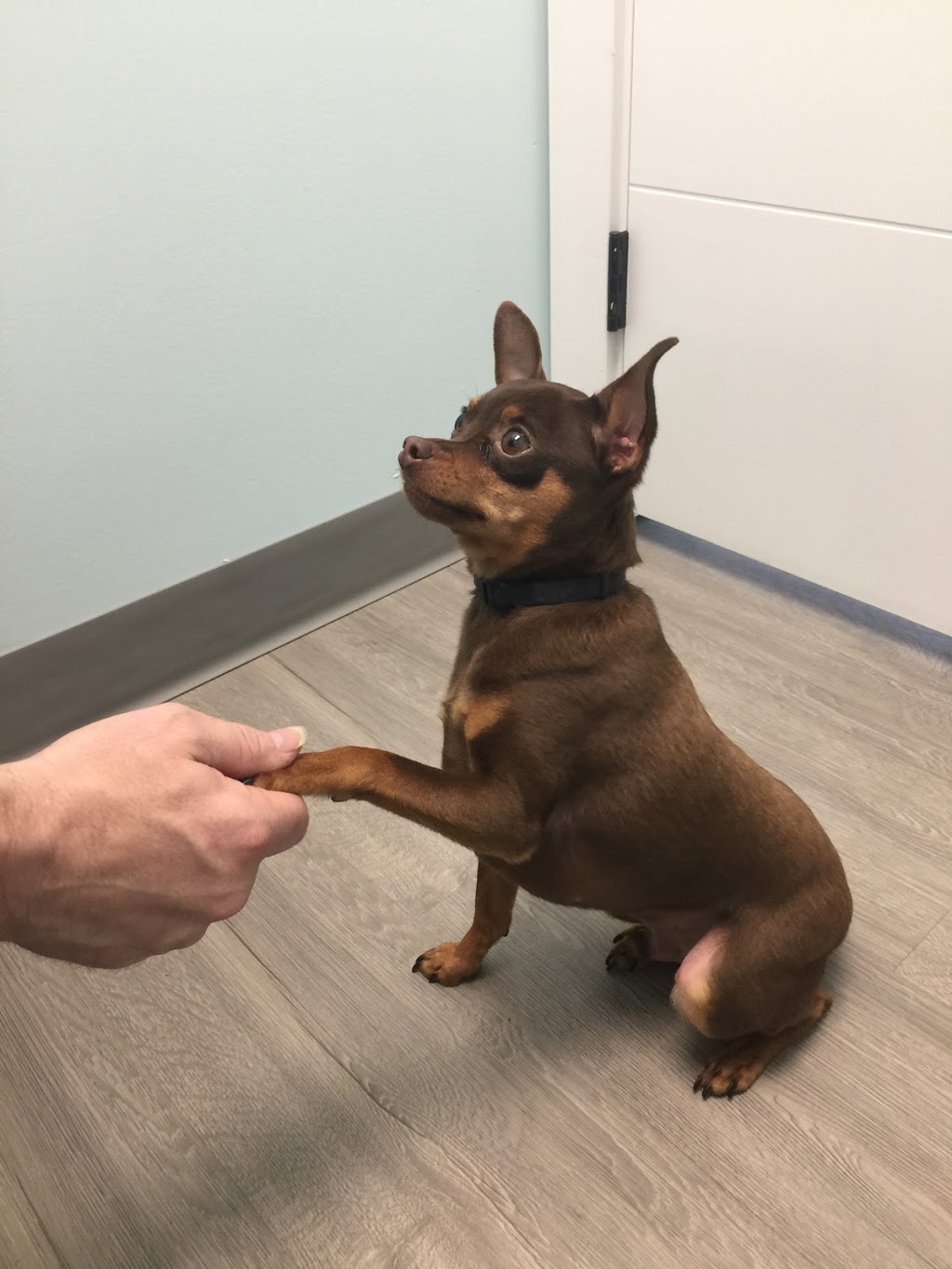 Southfork Animal Hospital | 102 Southfork Dr #101, Leduc, AB T9E 0E9, Canada | Phone: (587) 274-0026
